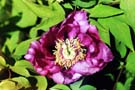 Purpurmagnolie; purple magnolia